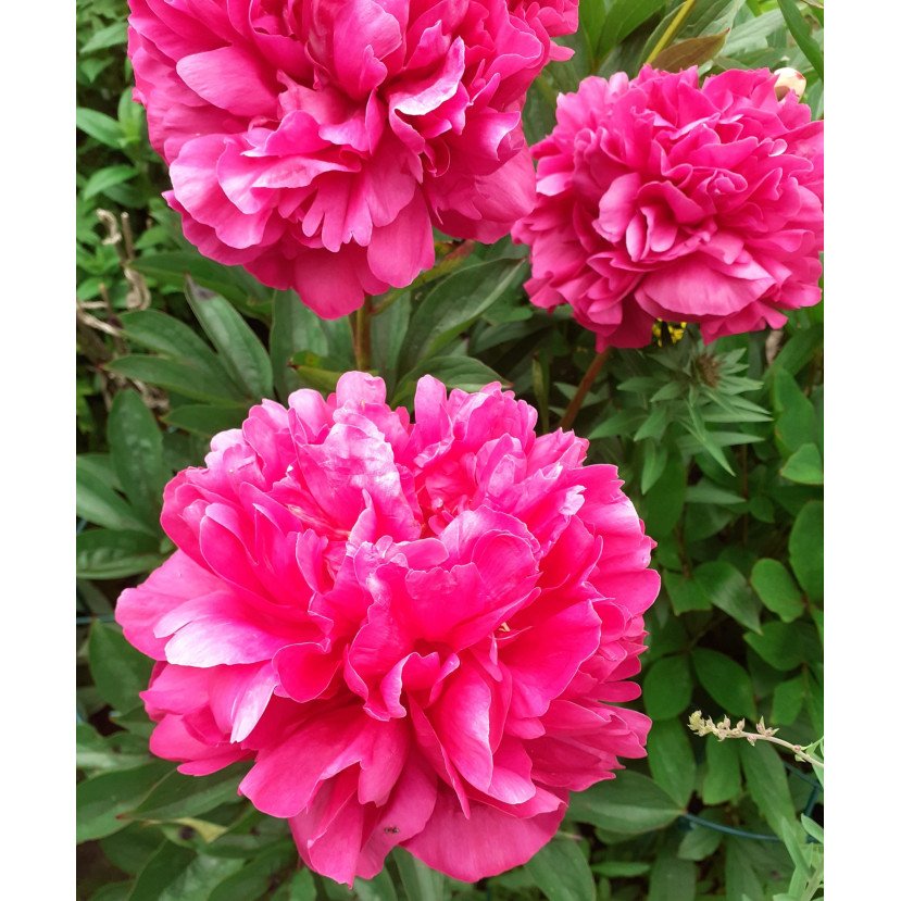 BIJŪNAS (PAEONIA) 'RED SARAH BERNHARDT'