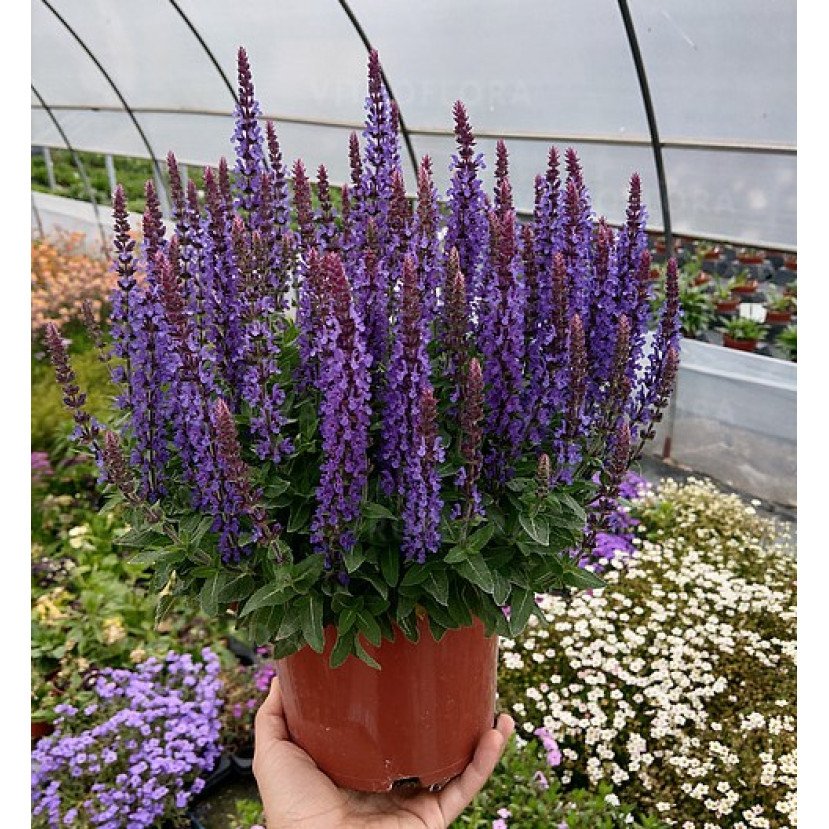 GOJINIS ŠALAVIJAS (SALVIA NEMOROSA) 'RIANNE'