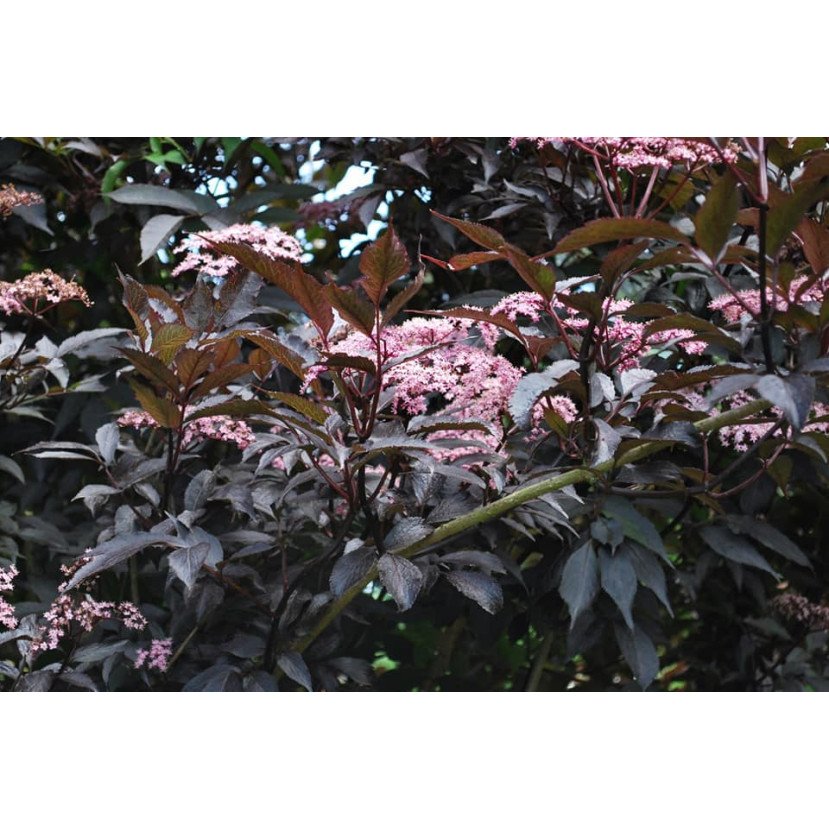 JUODUOGIS ŠEIVAMEDIS (SAMBUCUS NIGRA) 'BLACK BEAUTY '