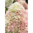 ŠLUOTELINĖ HORTENZIJA (HYDRANGEA PANICULATA) 'LIVING SUMMER LOVE'