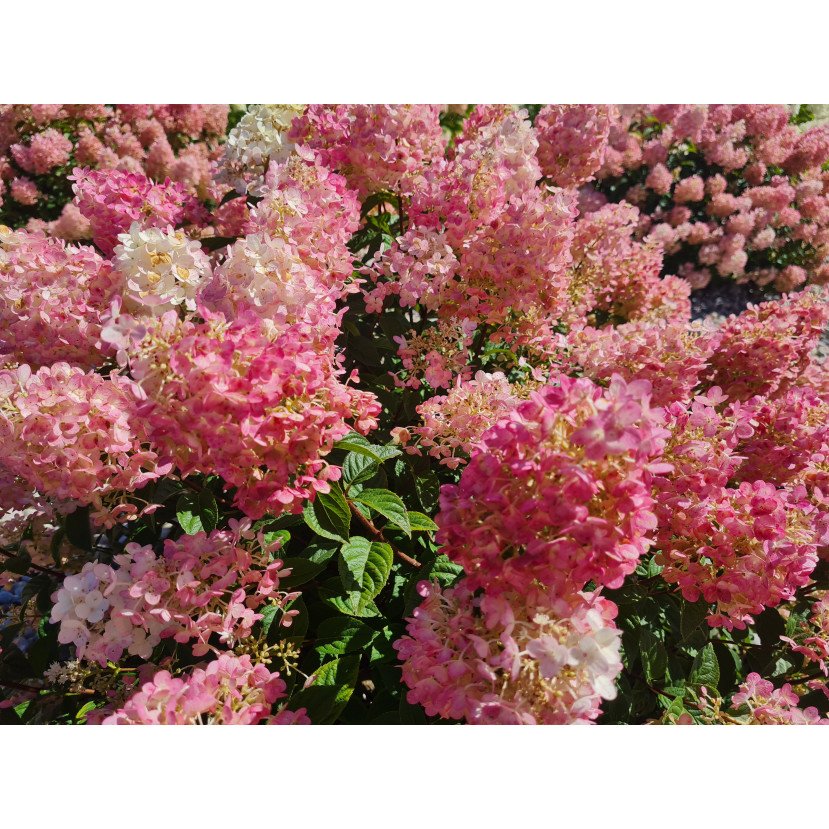 ŠLUOTELINĖ HORTENZIJA (HYDRANGEA PANICULATA) 'SUNDAE FRAISE'