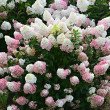 ŠLUOTELINĖ HORTENZIJA (HYDRANGEA PANICULATA) 'SUNDAE FRAISE'