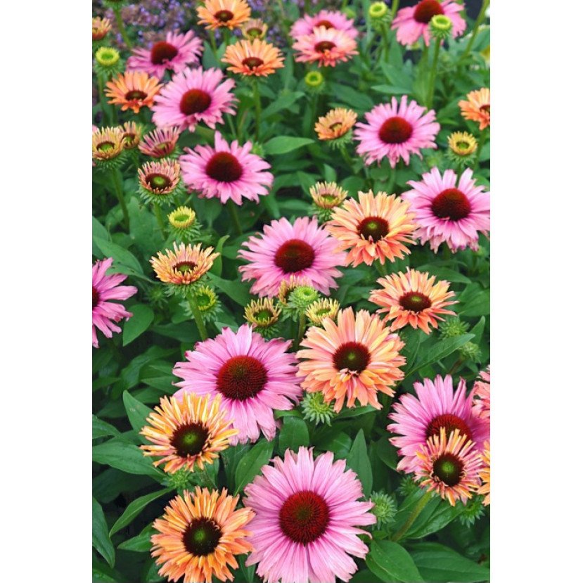 EŽIUOLĖ (ECHINACEA PURPUREA) 'SUNSEEKERS RAINBOW'