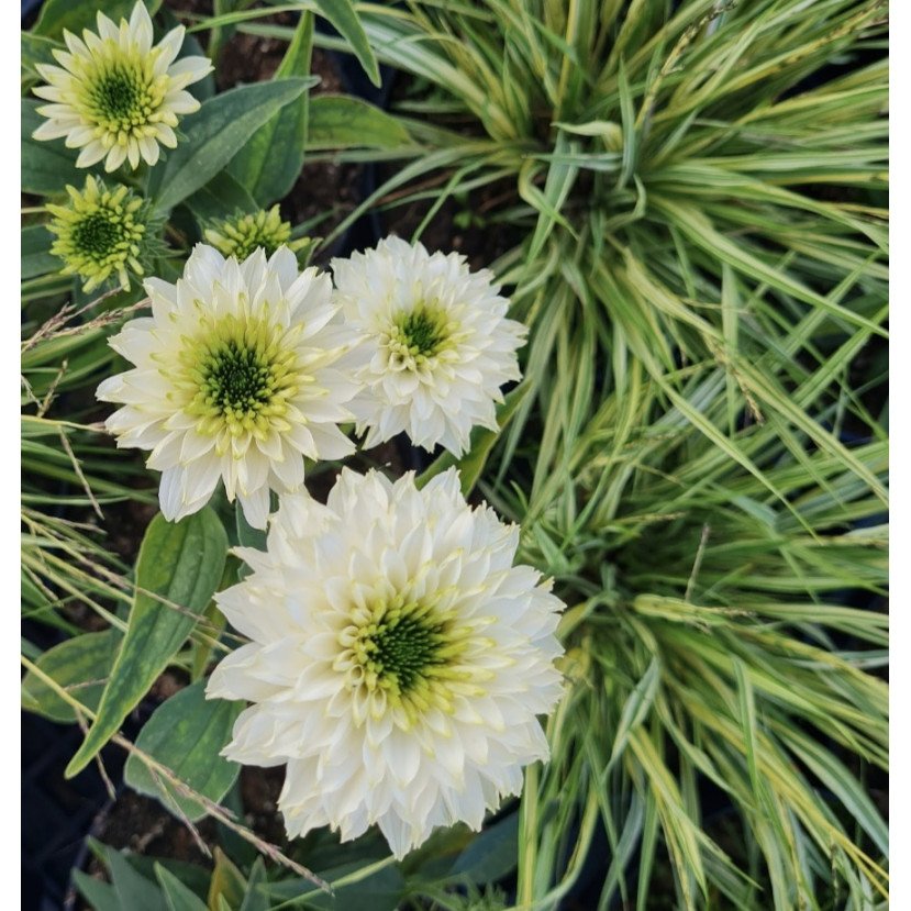 EŽIUOLĖ (ECHINACEA PURPUREA) 'SUNSEEKERS WHITE PERFECTION'