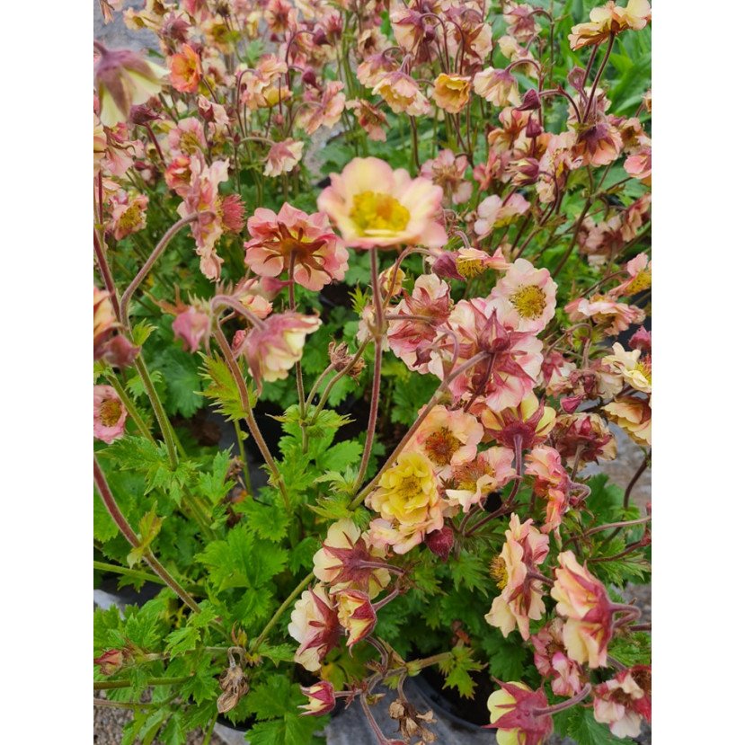 ŽIOGNAGĖ (GEUM) 'PRETTICOATS PEACH'